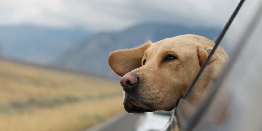 Long Distance Travel with Pets: The Ultimate Guide