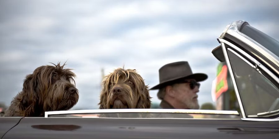 Long Distance Travel with Pets: Keep Your Pet Happy and Healthy on the Road