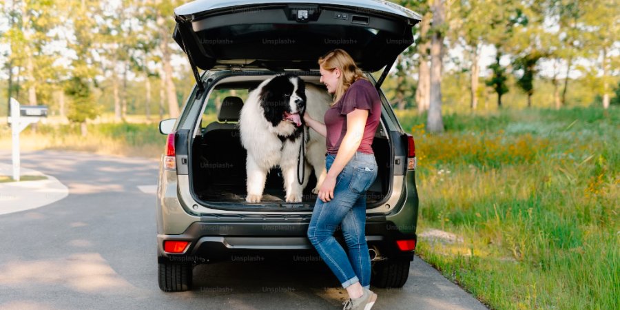 Long Distance Travel with Pets: Address Special Needs for Safe Travel