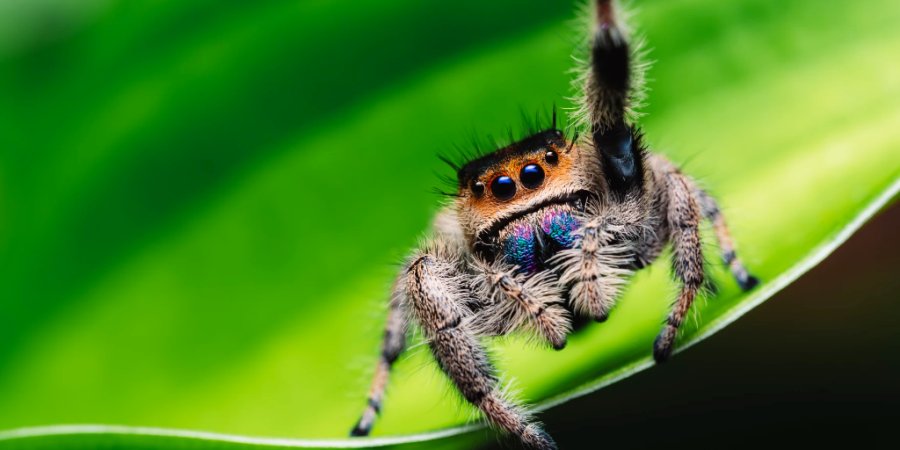 Jumping Spider Care Guide – Pet Pedes and Pods