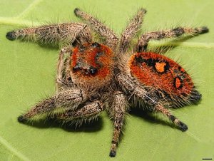 Phidippus Regius (Regal Jumping Spider)