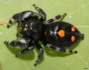 Phidippus Audax (Bold Jumping Spider)