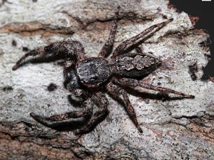 Platycryptus Undatus (Tan Jumping Spider)