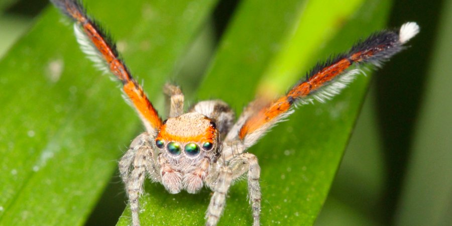 How to Care for Your Pet Jumping Spider
