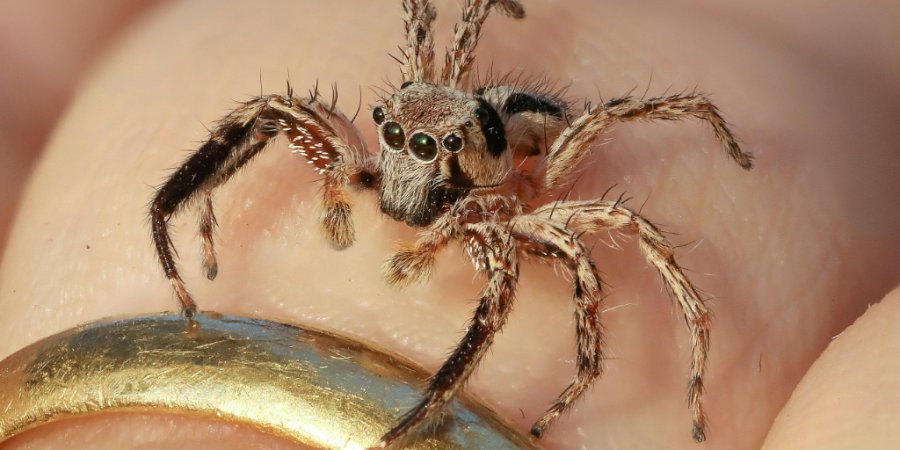 FAQ about Jumping Spiders