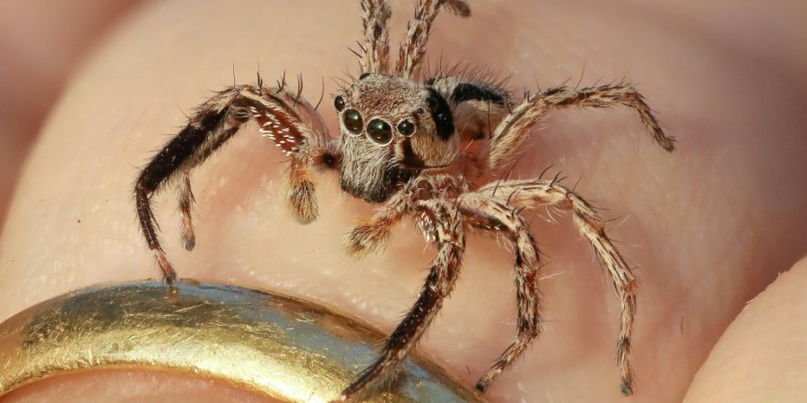 FAQ about Jumping Spiders