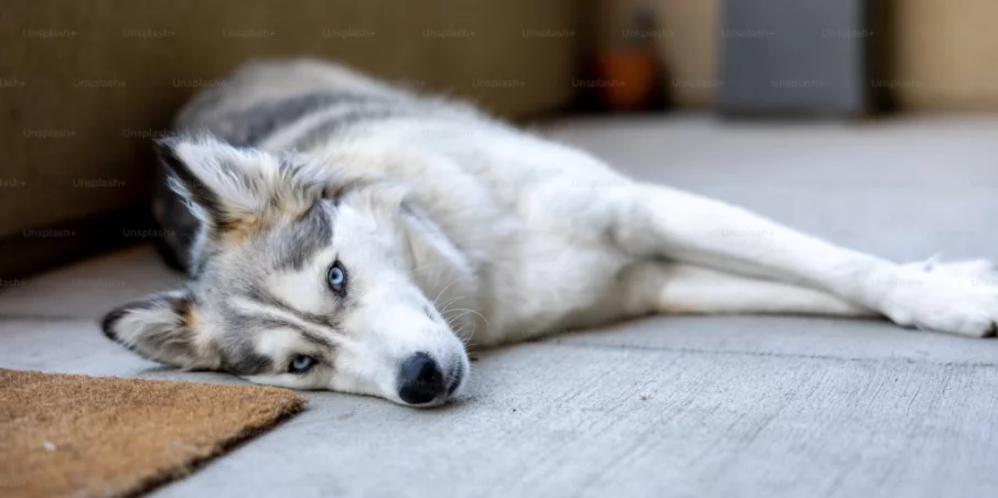 How Poor Air Quality Affects Different Pets