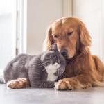 How Can You Help Your Dog and Cat Become Friends?