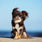 8 Tips for Keeping Your Dog Safe and Happy in Hot Temperatures