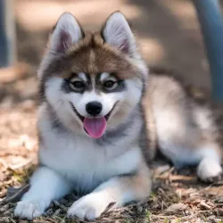 Pomsky Dog Breed