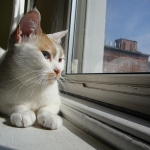 Are Cats Causing A Decline In The Bird Population?