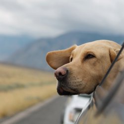 Long Distance Travel with Pets: The Ultimate Guide