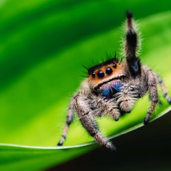 How to Care for Your Pet Jumping Spider: A Comprehensive Guide